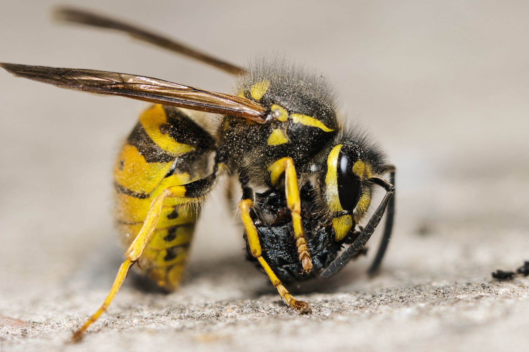 Close-up macro photograph of a wasp, representing the kind of pest activity Pest Control Oklahoma City addresses