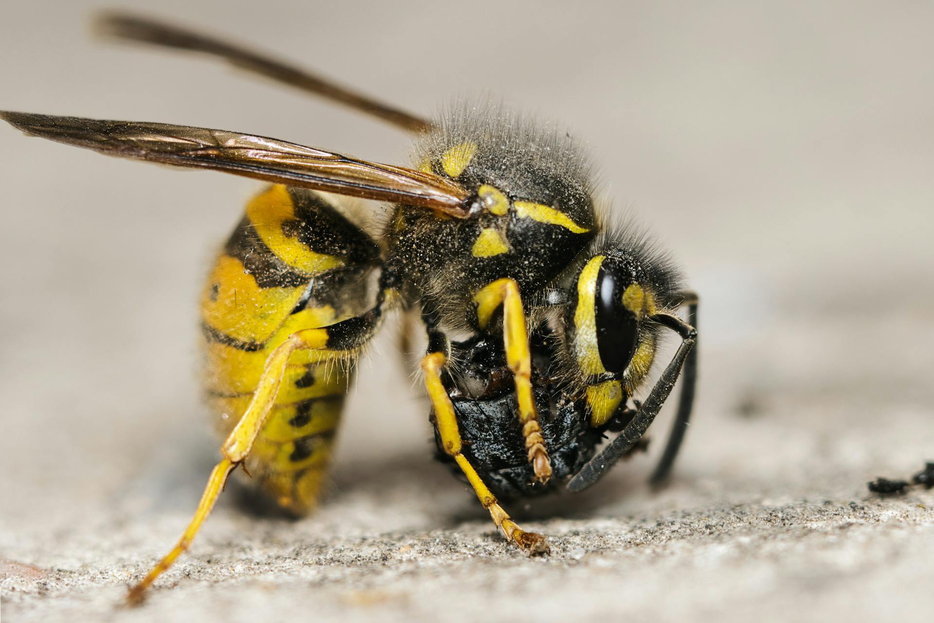 Free stock photo of animal, antennae, balance