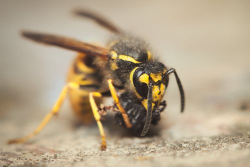 Free Detailed macro shot of a yellow wasp foraging on a rocky surface, showcasing its natural habitat. Stock Photo