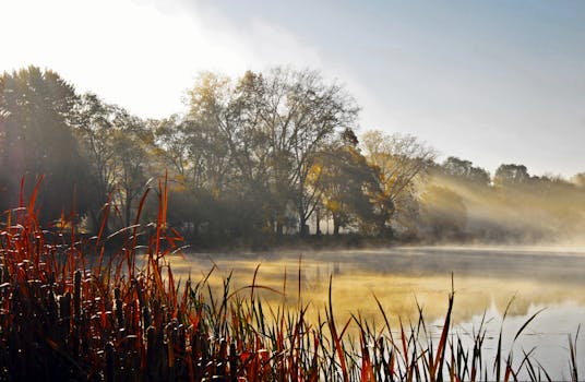 Foggy sunrise casting light rays through trees over a serene Minnesota lake.