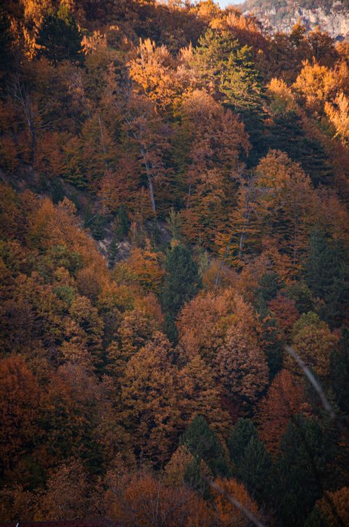 Free A serene autumn scene showcasing vibrant fall foliage. Stock Photo