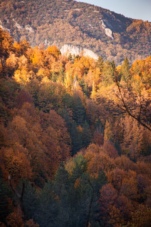 Free A vibrant autumn forest with rich fall colors in a mountainous landscape. Stock Photo