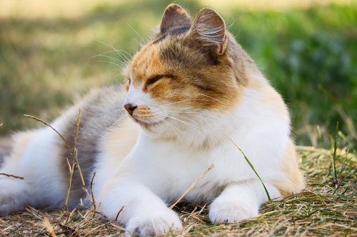 Free A peaceful calico cat rests in the summer sunlight on grassy ground, enjoying a tranquil afternoon. Stock Photo