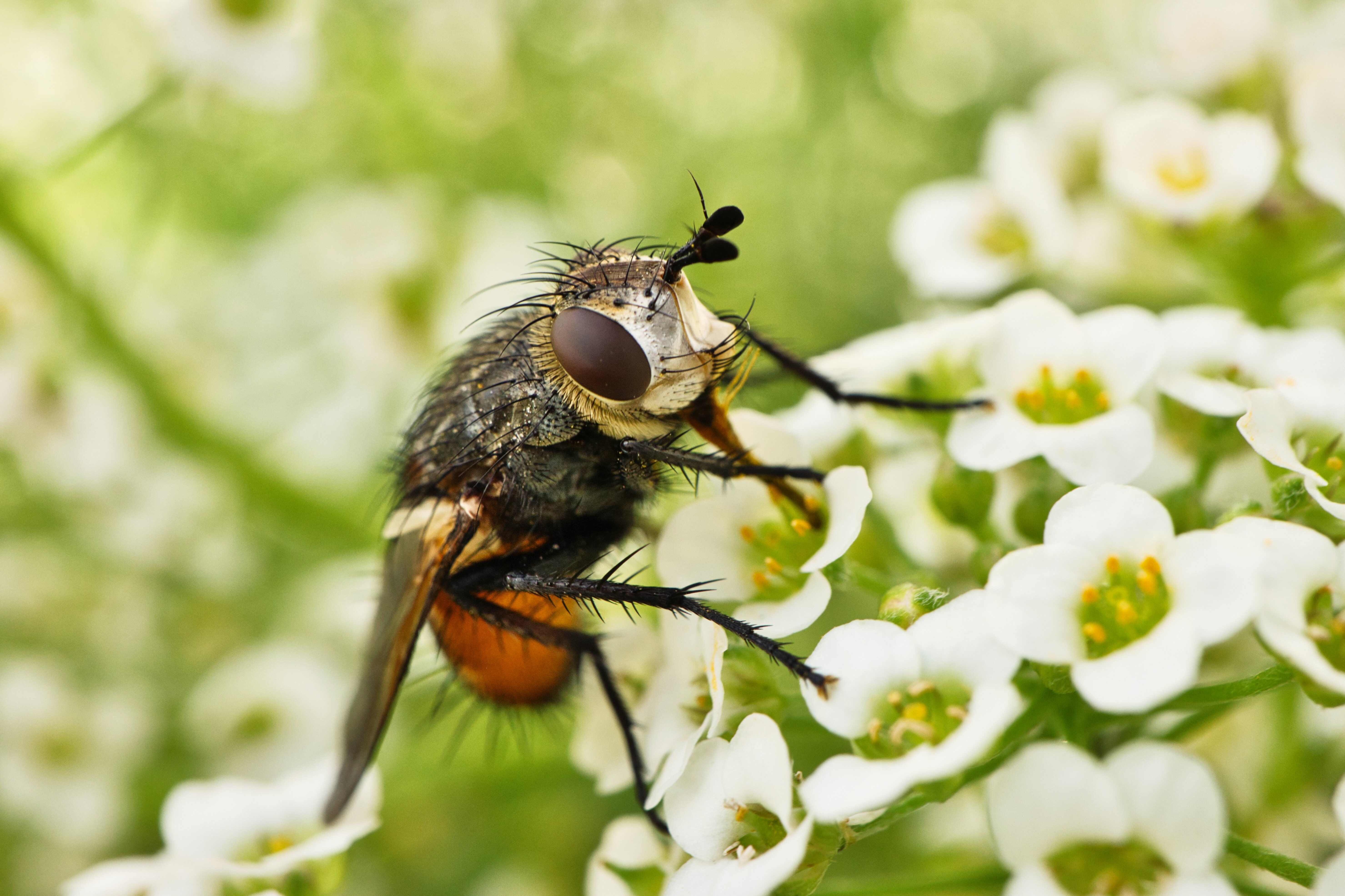 Macro shot of fly perched on white flowers, highlighting details of the insect in natural setting.