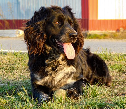 Free A black and white dog with tongue out, resting on grass under sunlight outdoors. Stock Photo
