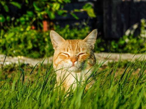 Free A ginger cat peacefully enjoys sunlight while nestled among green grass in an outdoor setting. Stock Photo