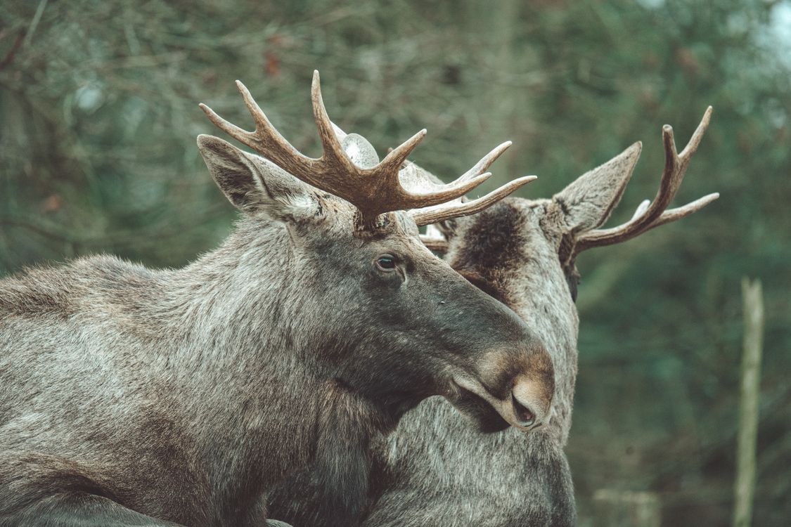 Close-up of Two Majestic Moose in Forest Setting · Free Stock Photo