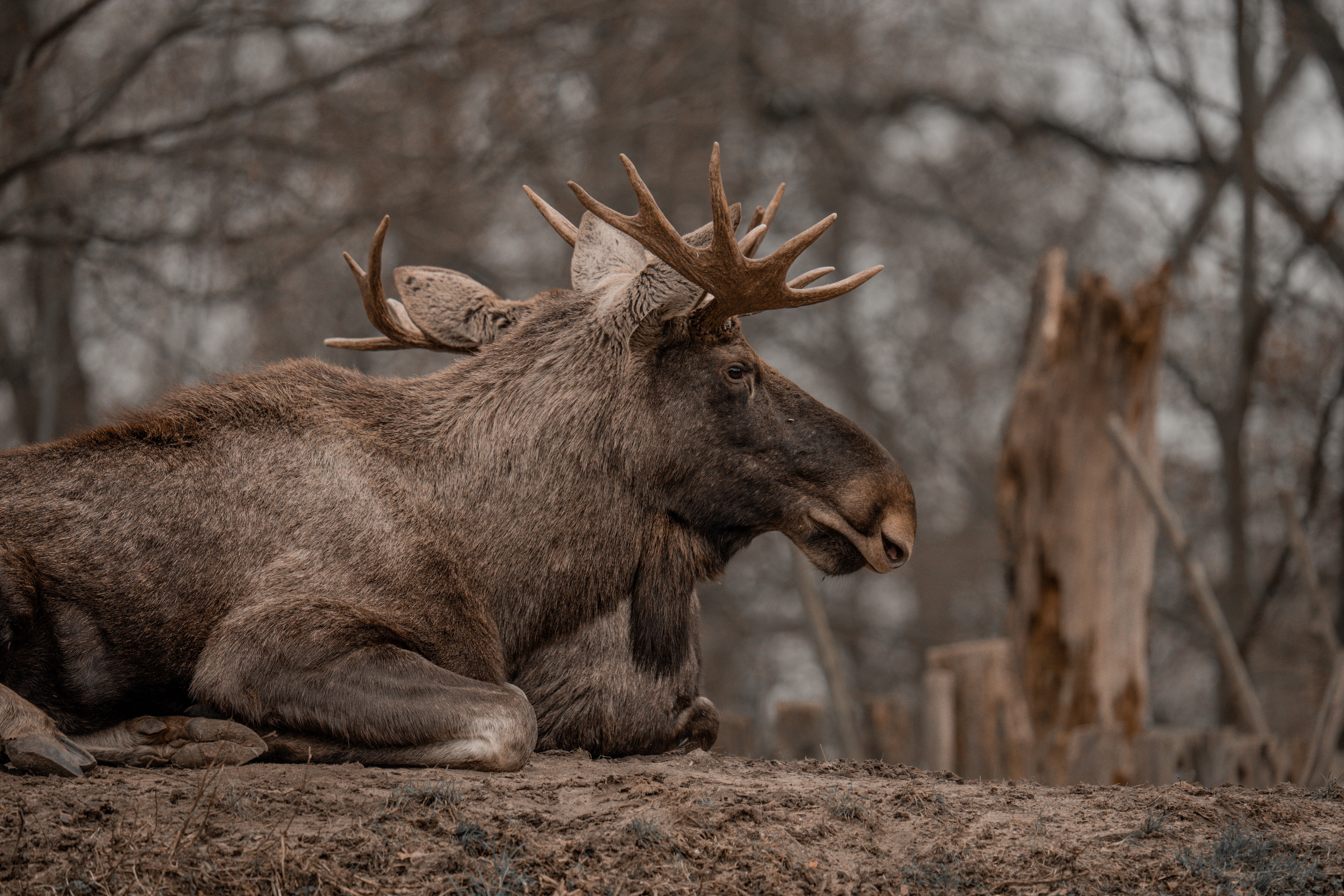 alces alces, アラスカのヘラジカ, フィールド, ブラウジング, ムース