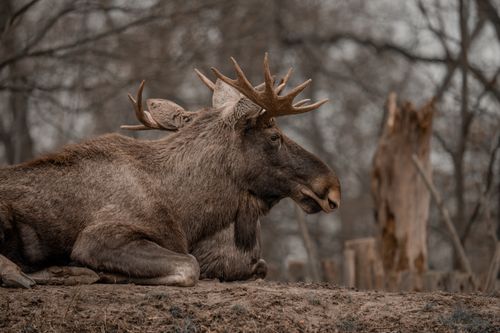 alces alces, アラスカのヘラジカ, フィールド, ブラウジング, ムース