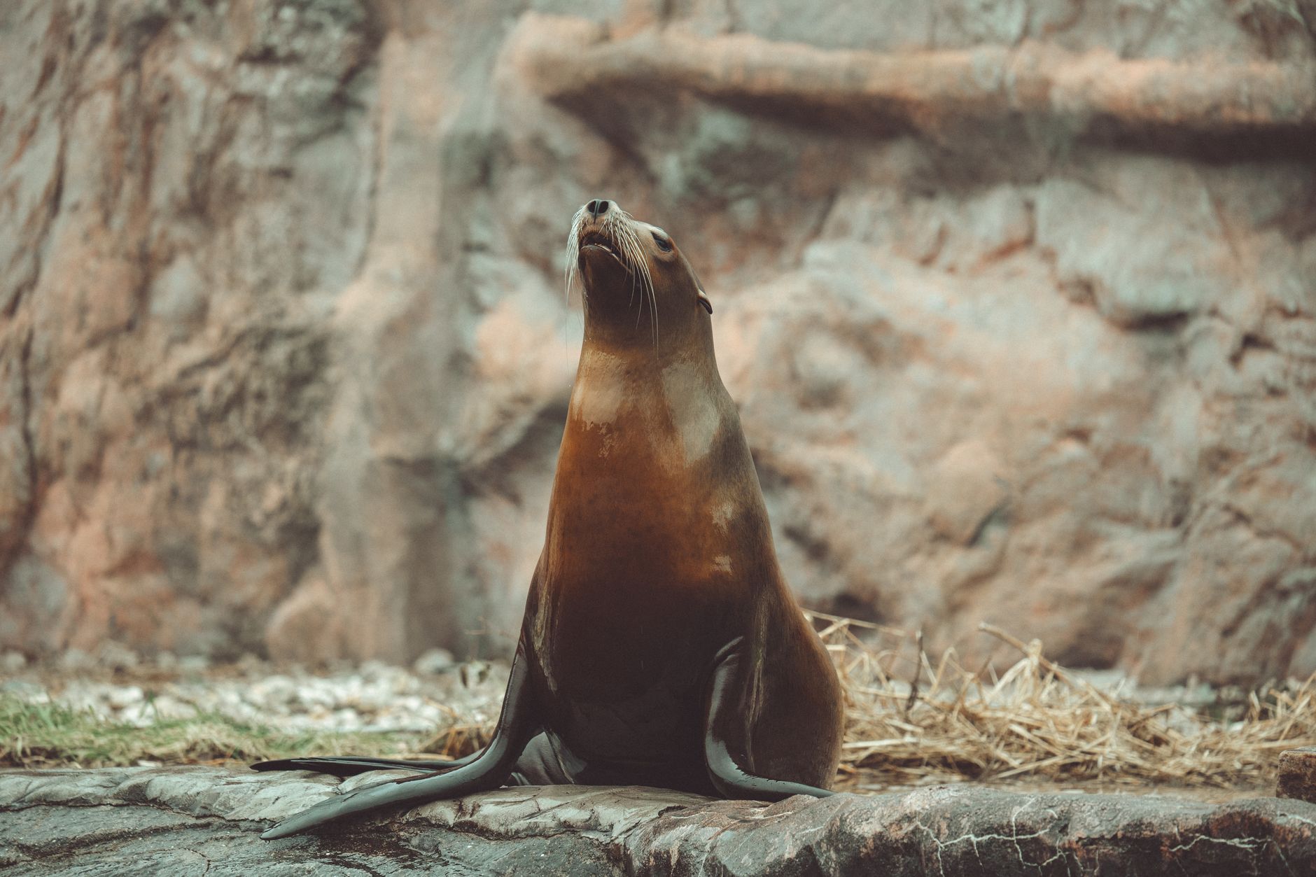 O animal que tecnicamente nunca envelhece e não morre de velhice — Curiosidades