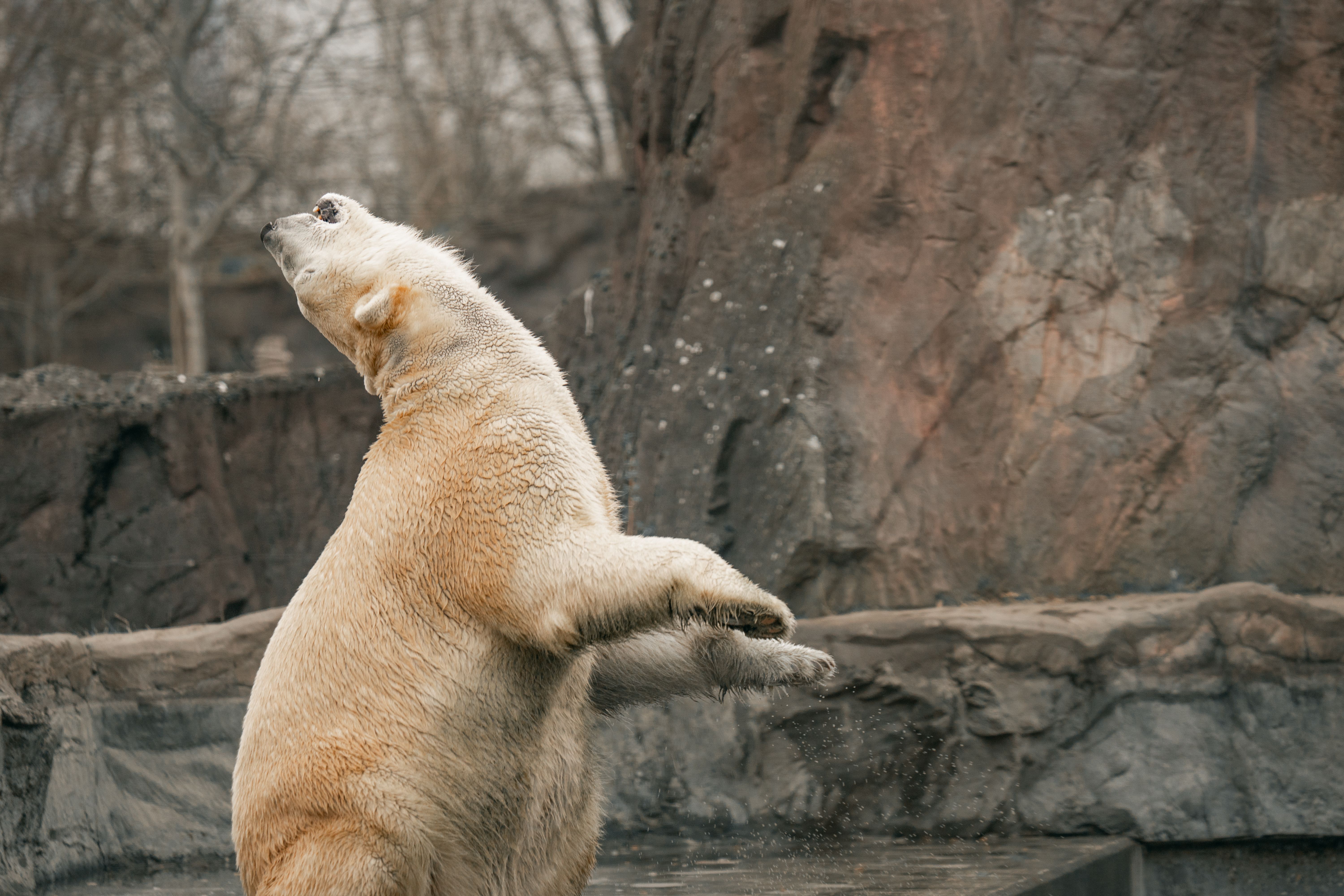 Polar Night