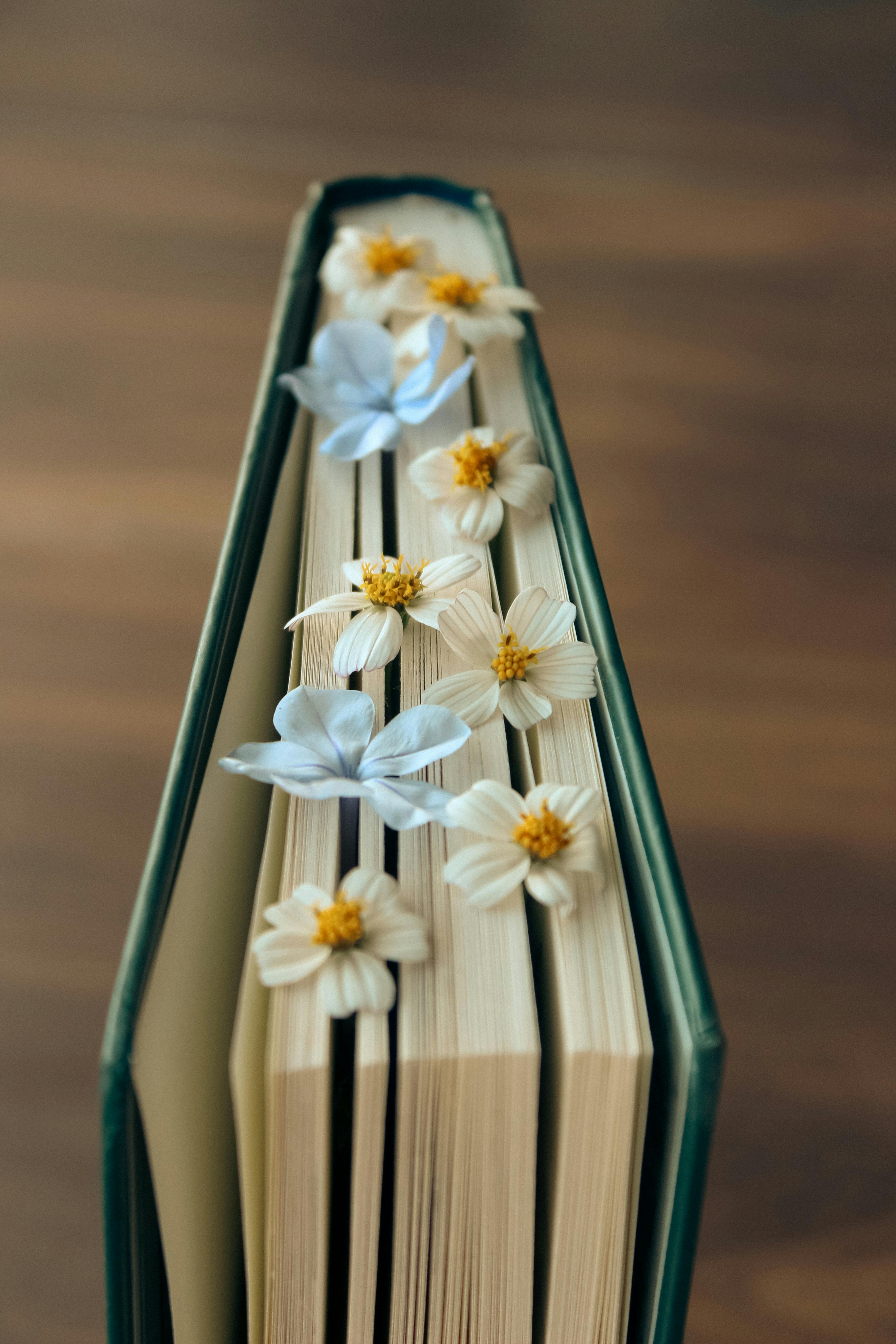 Free Close-up of an open book with delicate white and blue flowers between the pages on a wooden table. Stock Photo