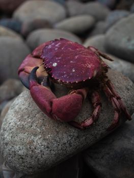 Detailed view of a red crab on a rocky beach, showcasing its natural habitat.