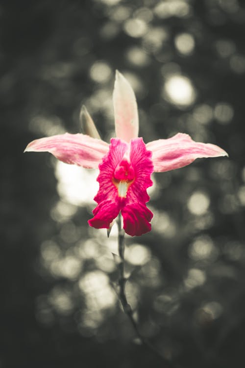 Fotobanka s bezplatnými fotkami na tému červený kvet, makro, orchidea