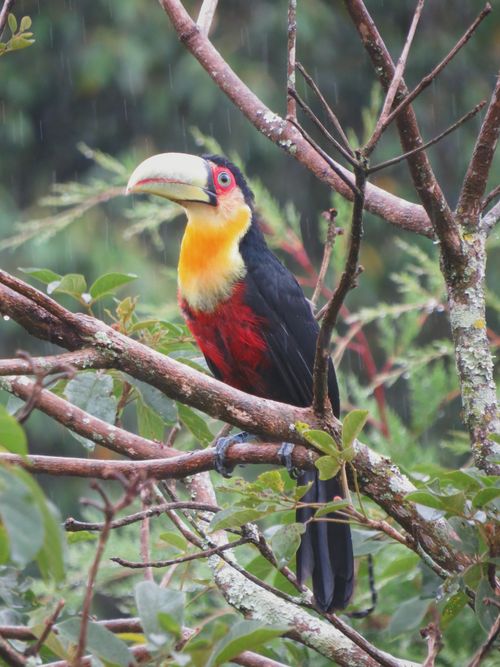 Free Colorful toucan with vivid plumage perched on a tree in lush rainforest. Stock Photo