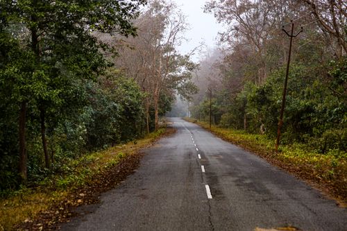 Free Quiet forest road enveloped in mist, perfect for peaceful travel and autumn vibes. Stock Photo