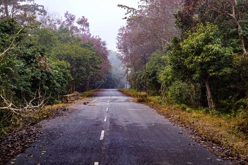 Free A serene misty road cutting through a lush green forest, perfect for travel and adventure themes. Stock Photo