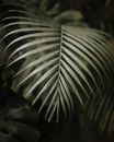 Close-up Photo of Palm Leaf