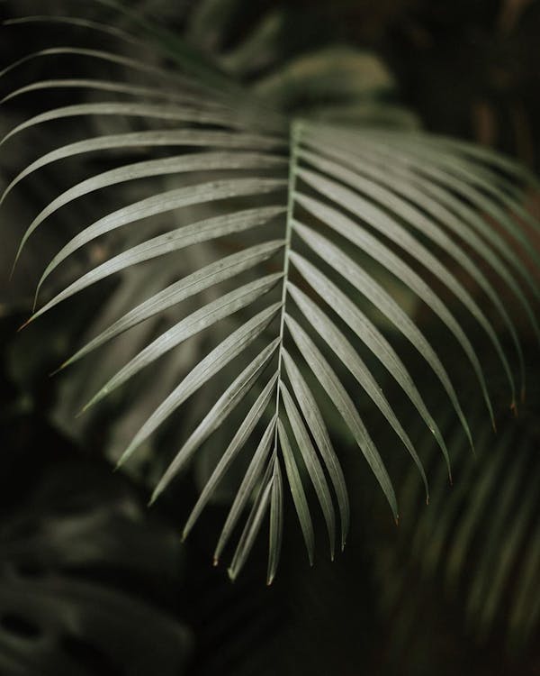 Крупным планом фото пальмовых листьев