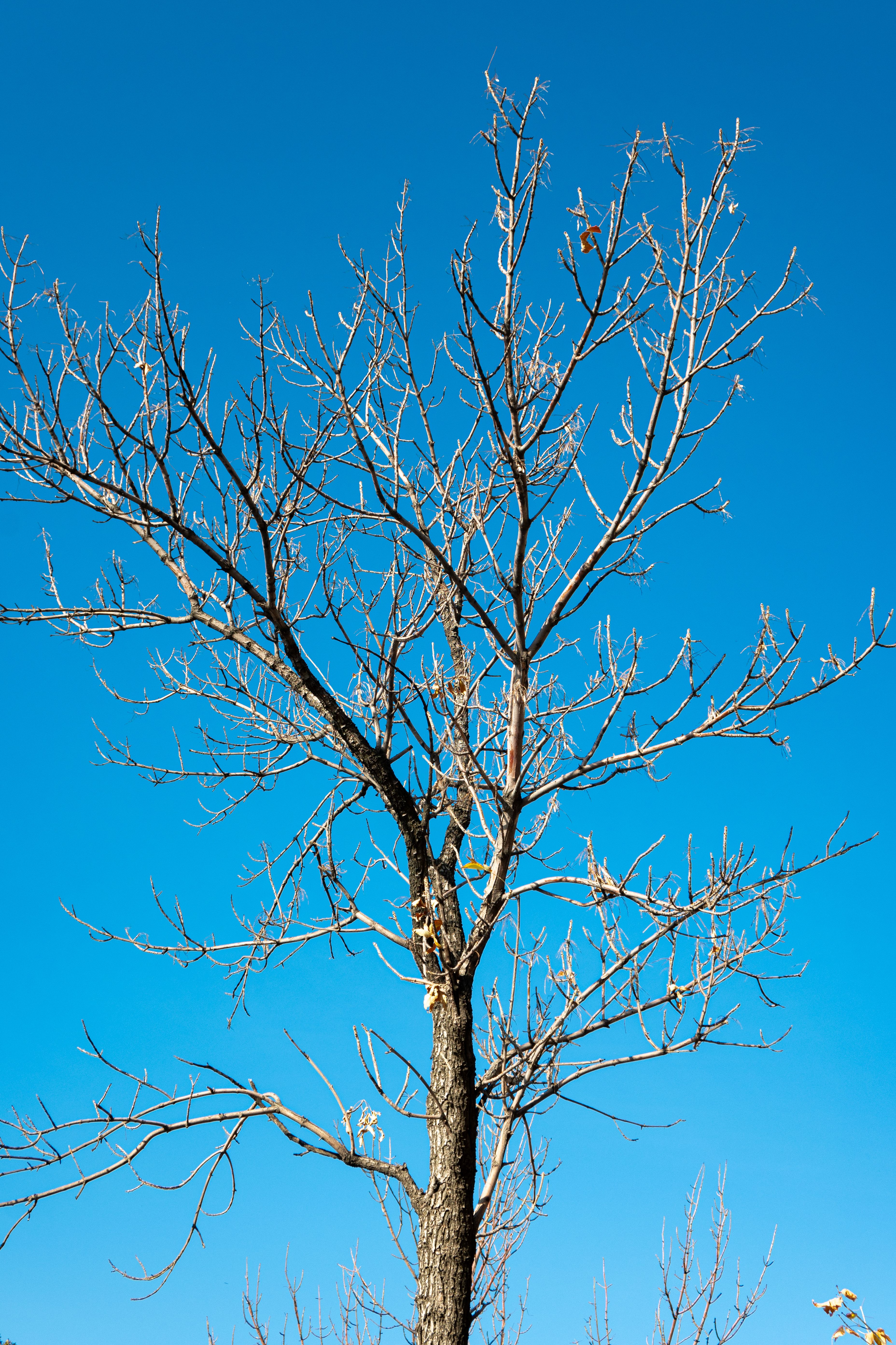 Bare Tree Against Clear Blue Sky in Winter · Free Stock Photo