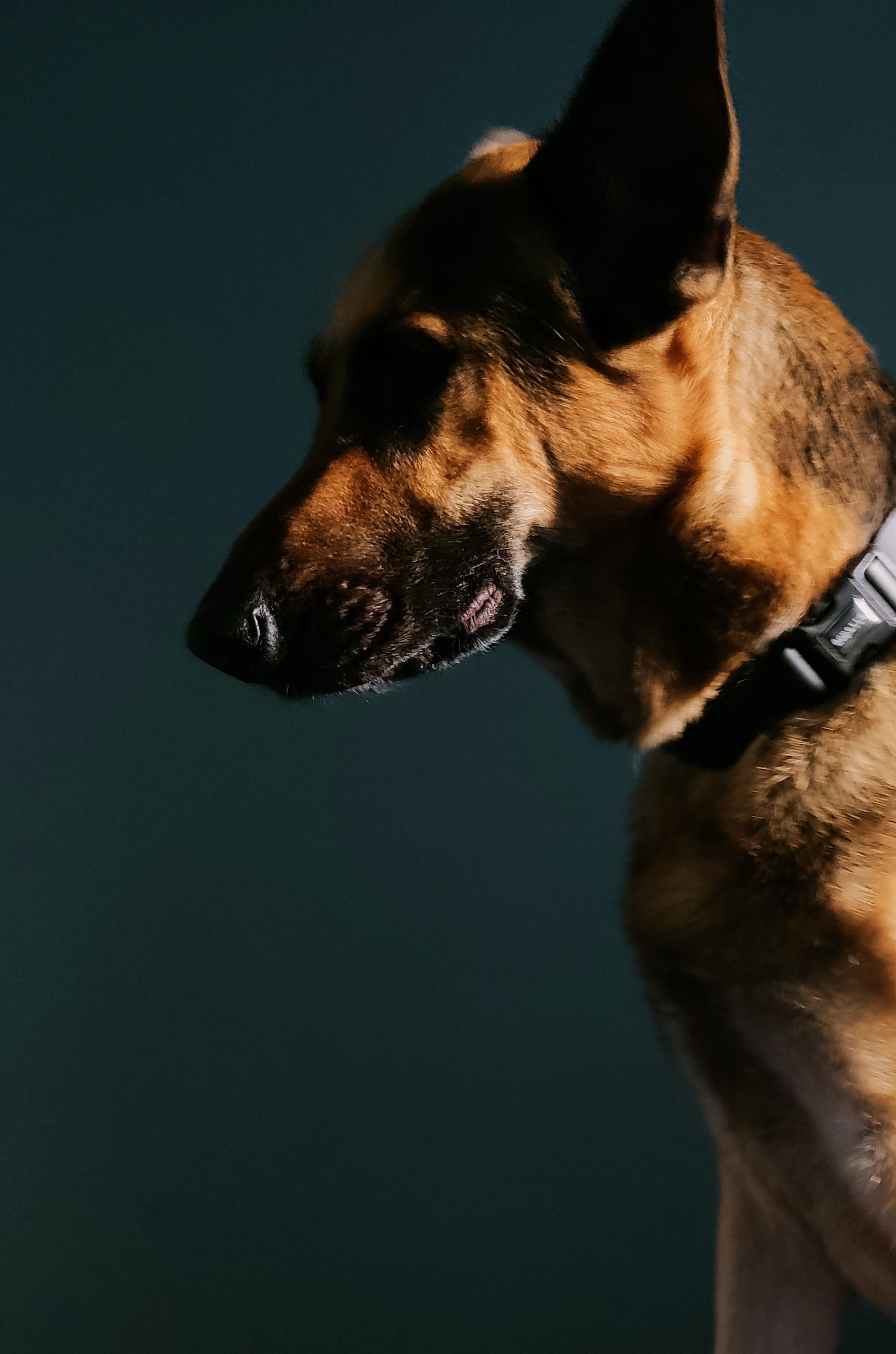 German Shepherd portrait in dramatic lighting