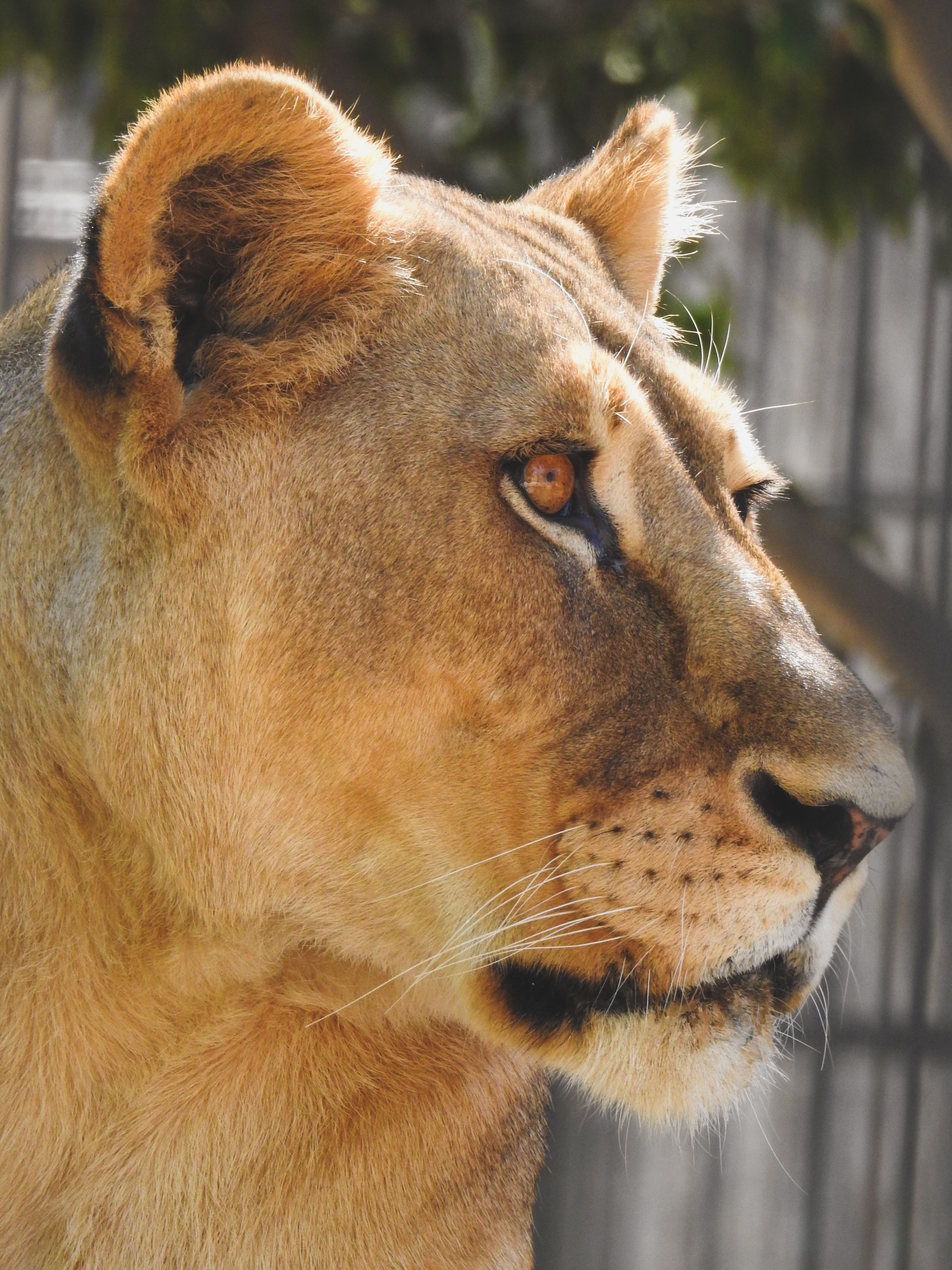 Profil D'une Lionne Royale Dans Un Environnement Ensoleillé · Photo ...