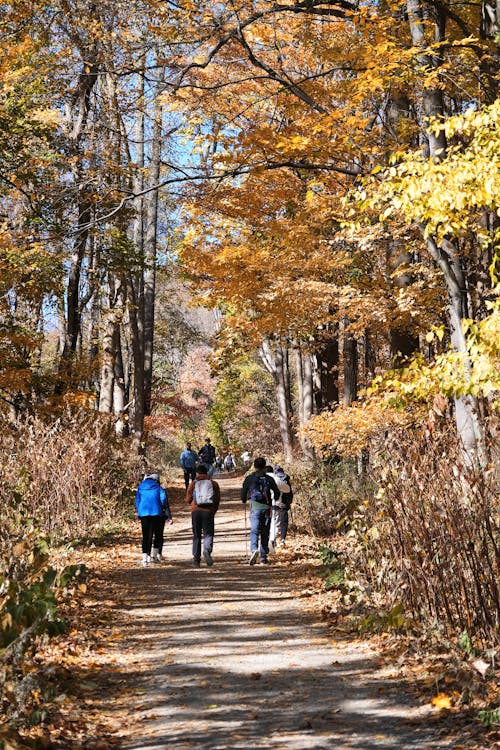 Free Group of people hiking on a forest trail during vibrant autumn season. Stock Photo