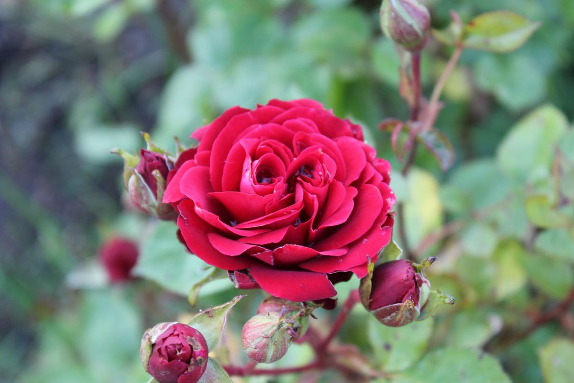 Vibrant Red Rose with Buds in Bloom · Free Stock Photo