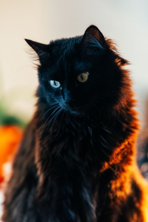 Free Captivating portrait of a fluffy black cat with glossy fur captured in soft, warm lighting. Stock Photo