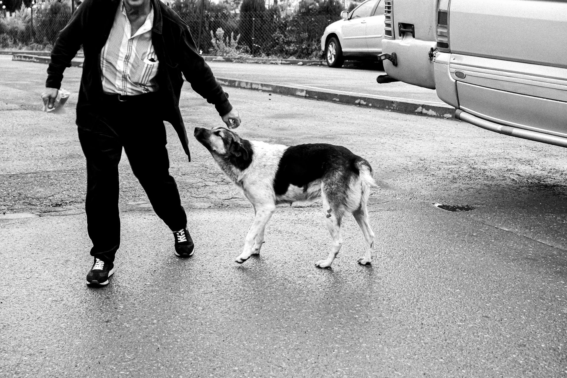 Black and white shot of a person interacting with a dog on a street in Georgia.