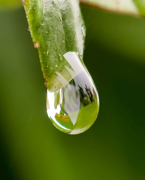 Free A macro shot capturing a dew drop on a green leaf with a blurred background, highlighting nature's details. Stock Photo