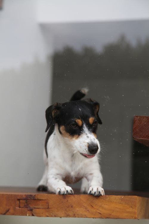 Free Adorable Jack Russell Terrier puppy standing on a wooden surface indoors. Stock Photo