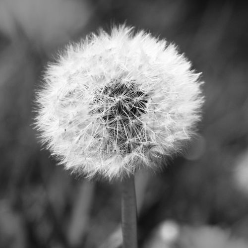 Free Artistic black and white close-up of a dandelion seed head. Stock Photo