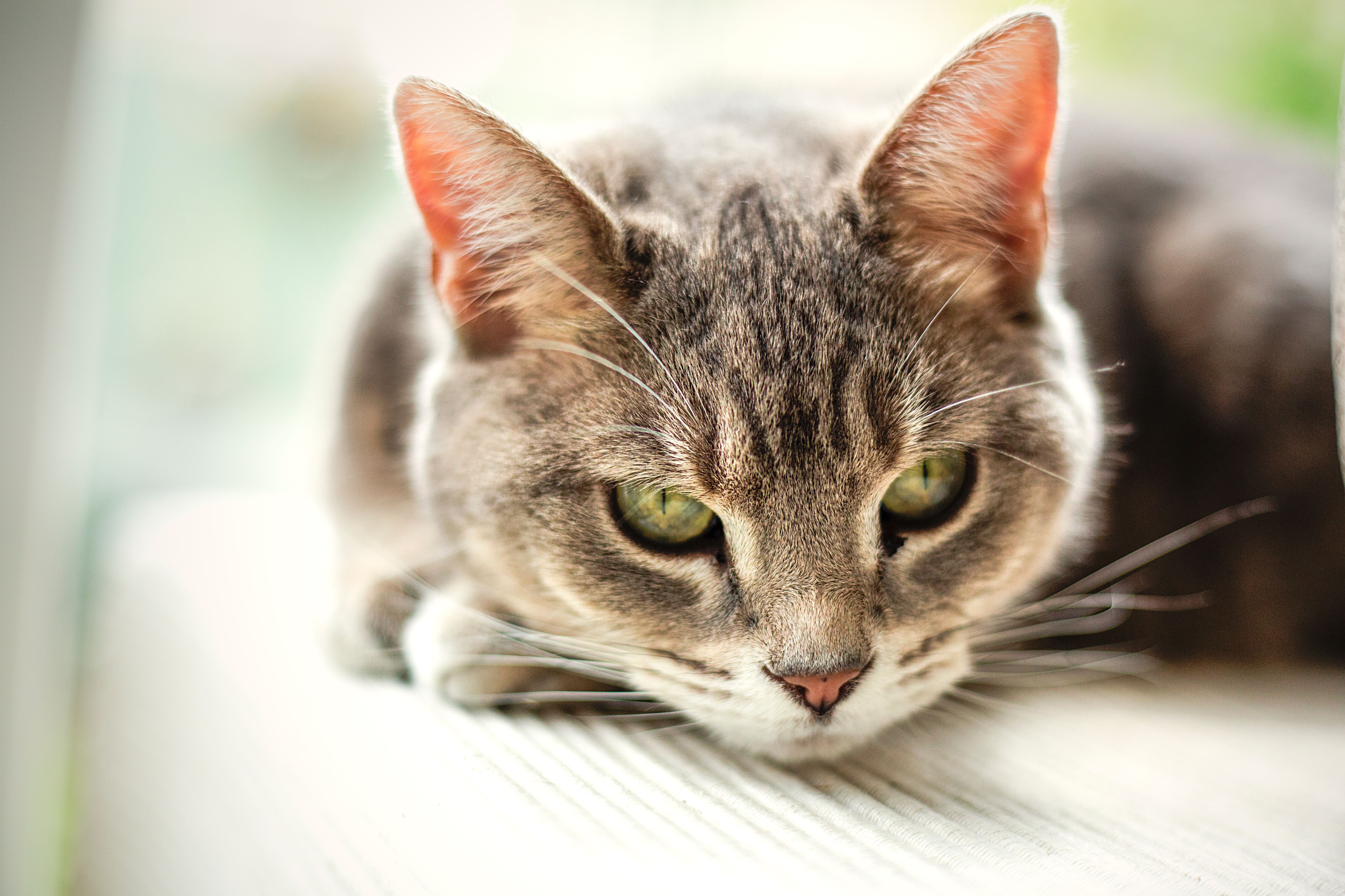 Portrait of a cat at a veterinary clinic