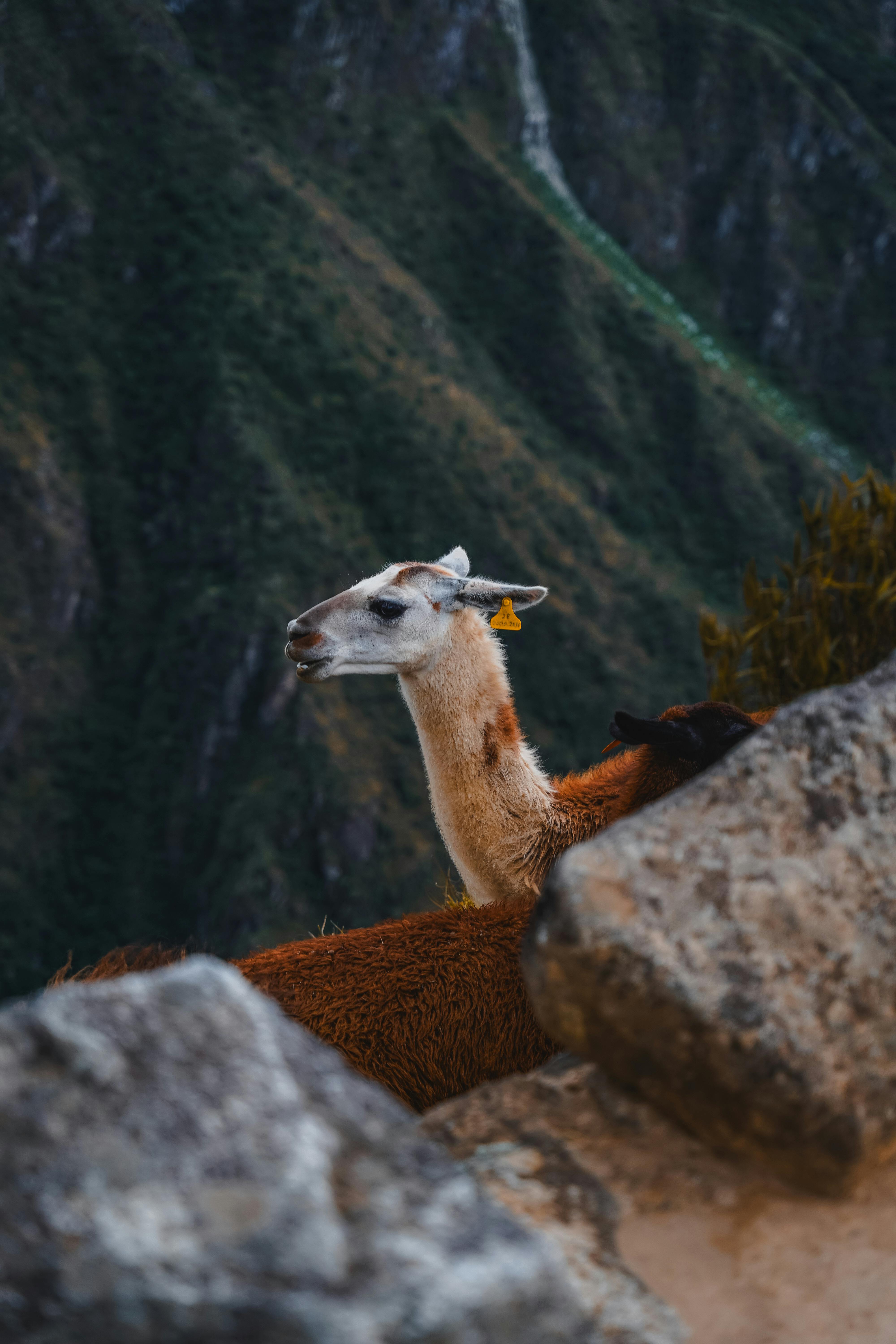 Altitude Sickness Management and Health Considerations