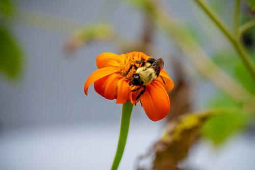 Free Close-up of a bumblebee pollinating an orange flower, showcasing nature's beauty and pollination. Stock Photo