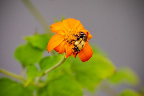 Free Close-up of a bee collecting nectar from a vibrant orange Tithonia flower in a garden setting. Stock Photo