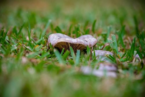 Free Detailed view of a mushroom emerging from grass, showcasing natural beauty and intricate details. Stock Photo