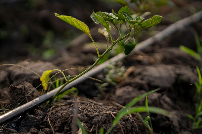 Detalle de gotero junto a una planta en campo