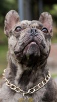 Französische Bulldogge