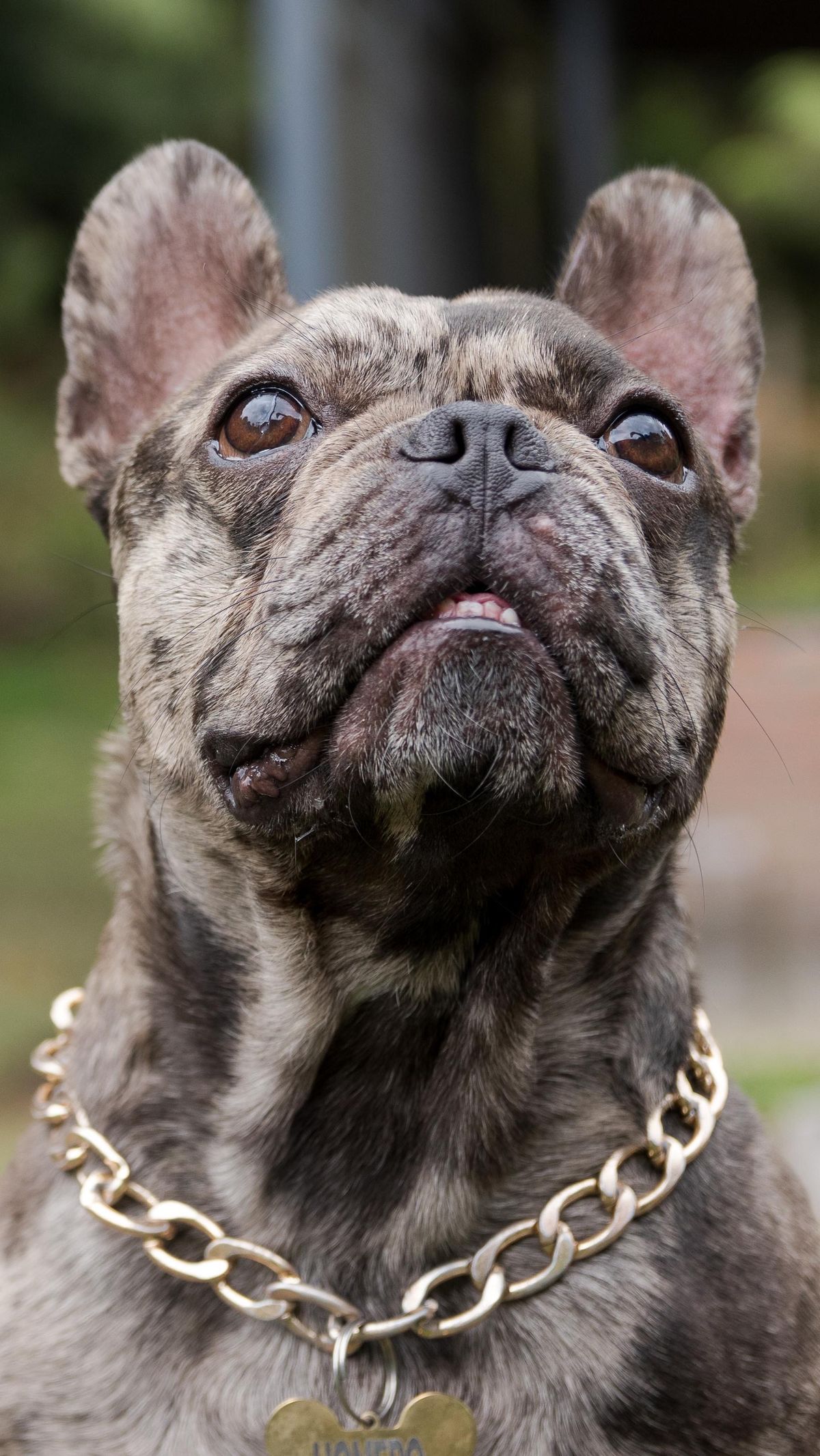 Französische Bulldogge im Freien