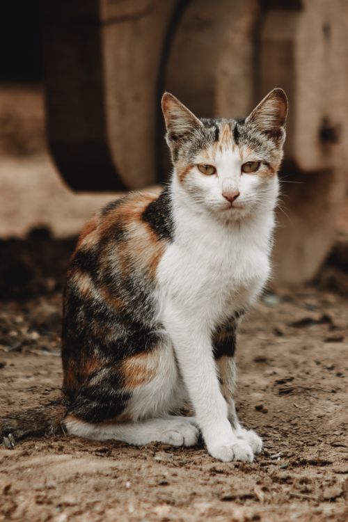 Free A beautiful calico cat sitting on the ground in Okara, Punjab, Pakistan. Stock Photo