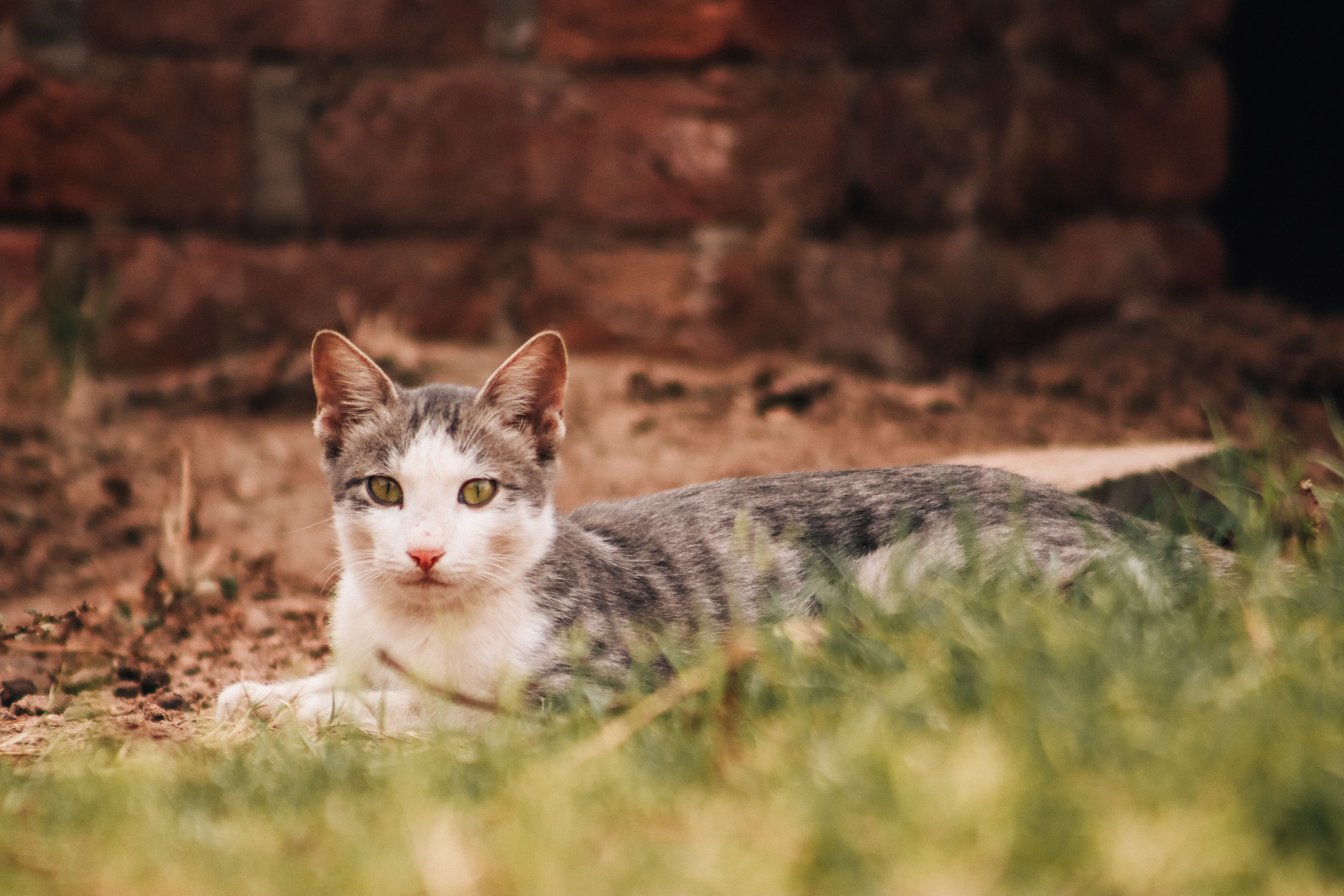 Healthcare and wellness consultation for a cat