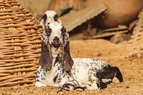 Free A peaceful image of a spotted goat resting in a rural environment, showcasing rustic charm in Punjab, Pakistan. Stock Photo