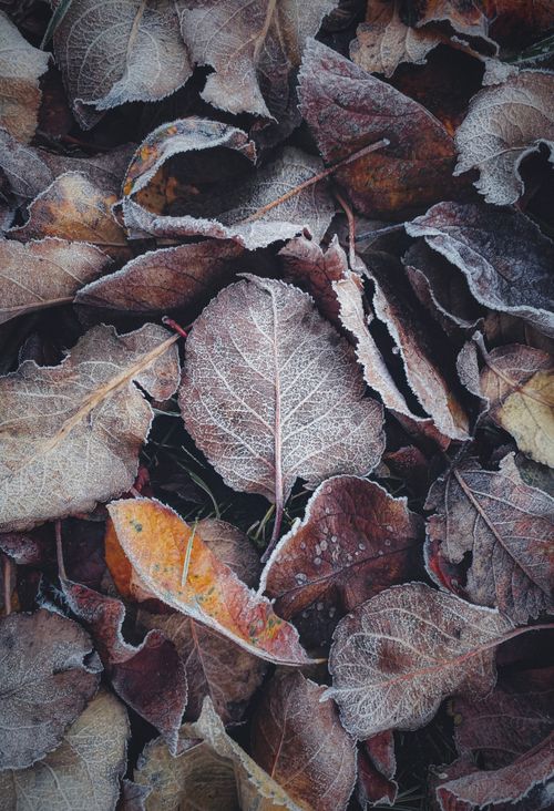 Free Close-up of frosted autumn leaves with vibrant colors, showcasing nature's beauty. Stock Photo