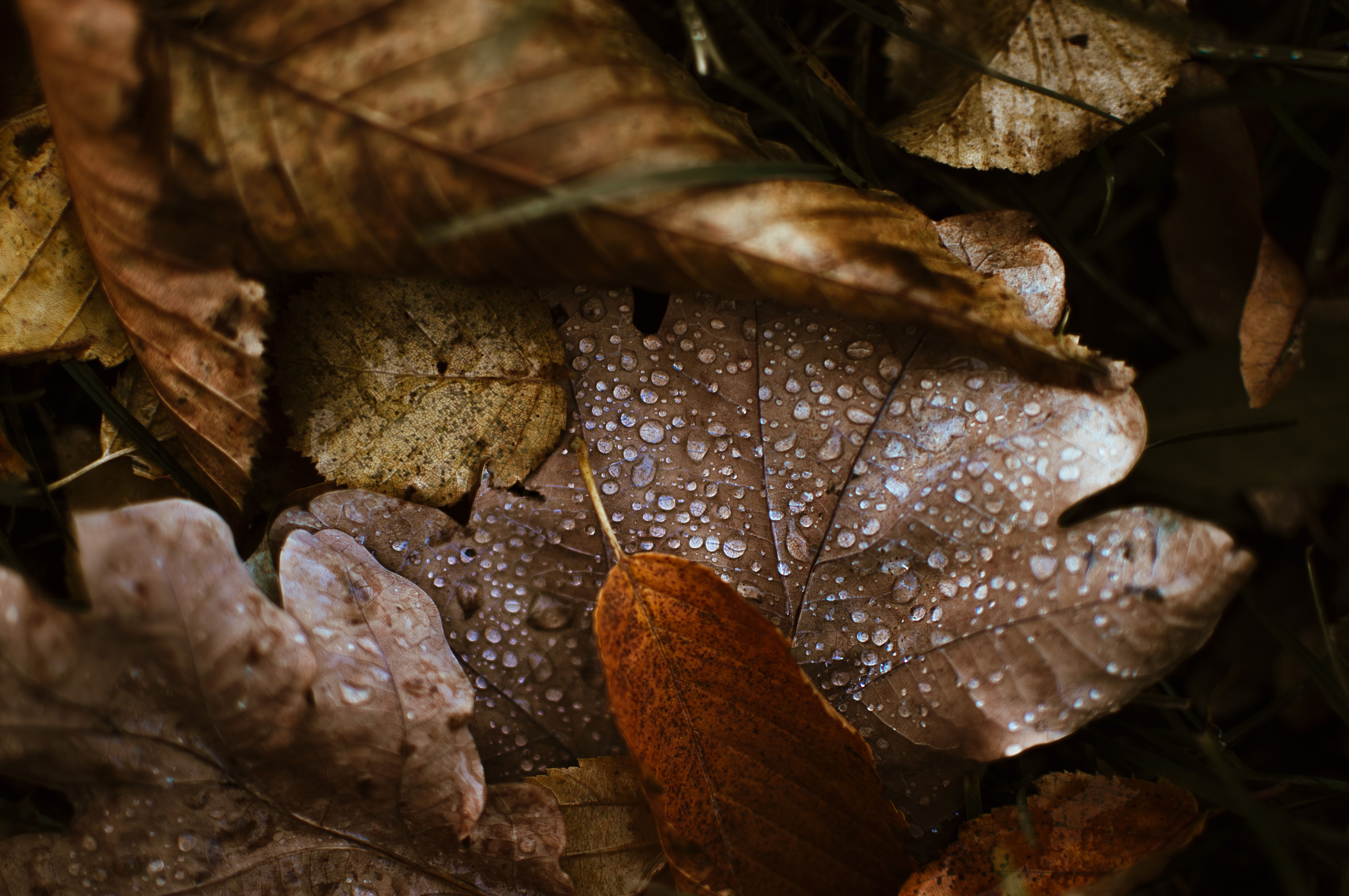 Dew on a leaf seen during a macro photography session