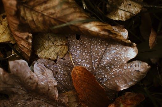 Macro shot of brown autumn leaves with dewdrops, showcasing fall's beauty.