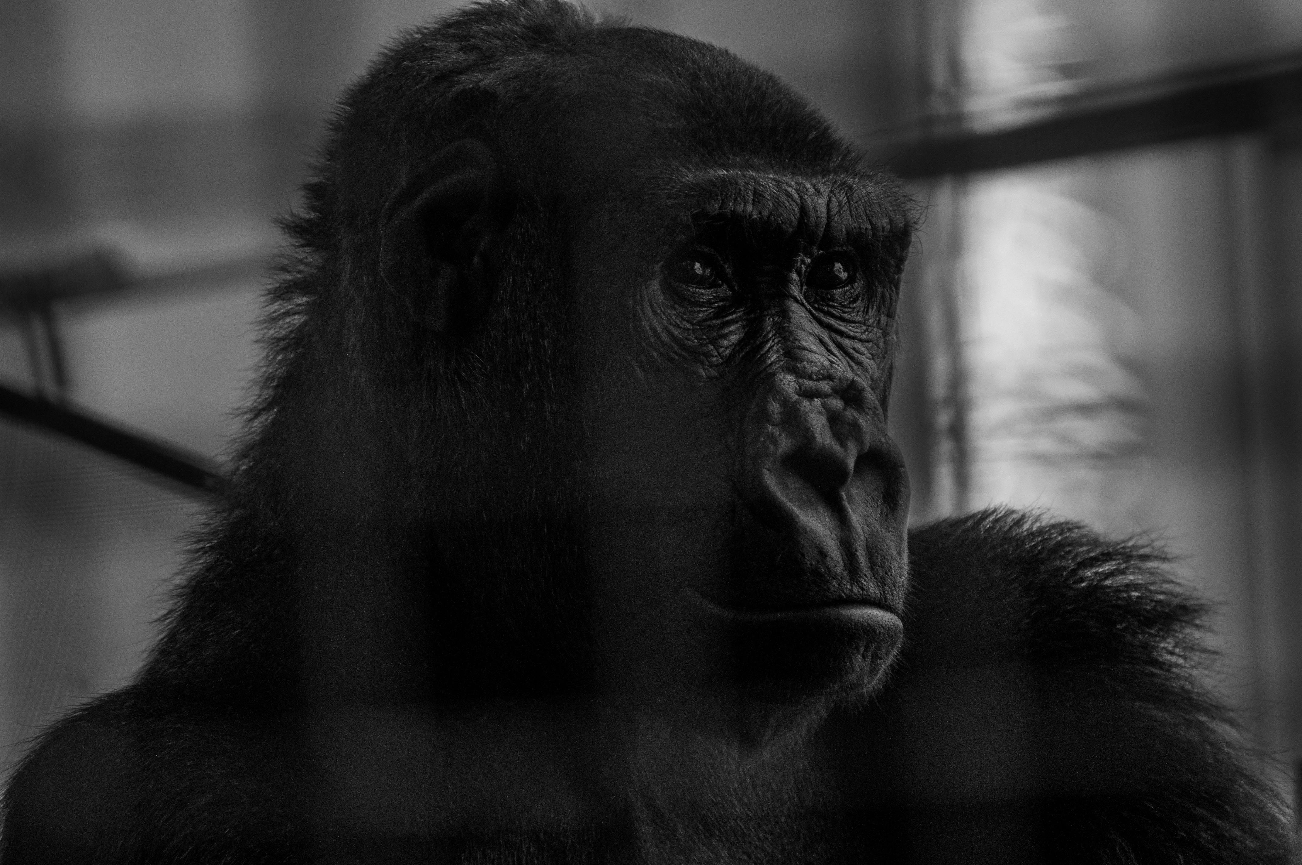 Captivating black and white portrait of a gorilla in deep thought, emphasizing texture and emotion.