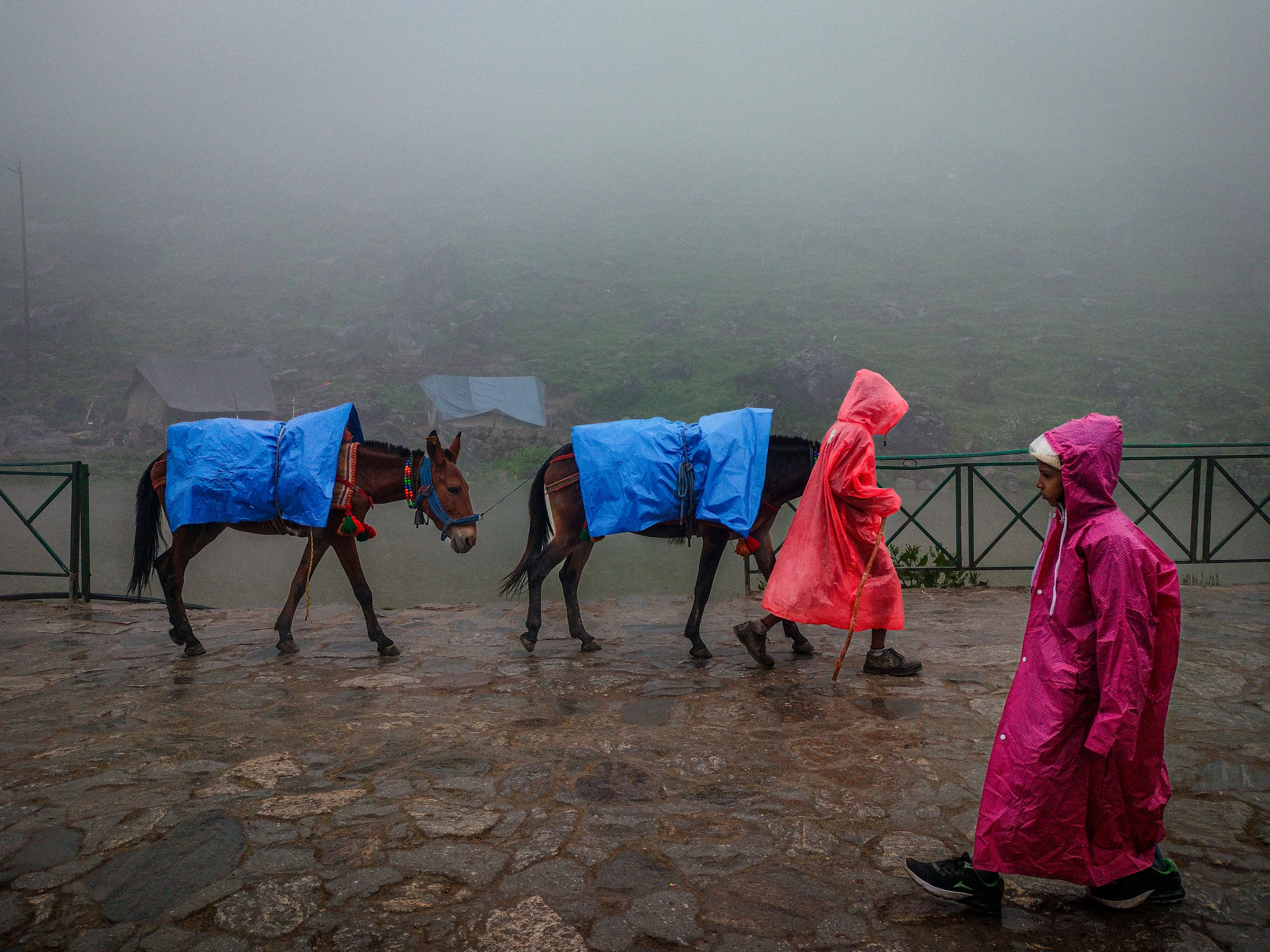 Rainy Day Journey with Donkeys on Misty Path · Free Stock Photo