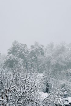 Tranquil snow-covered trees and rooftops in Talgar, Almaty Region during winter.